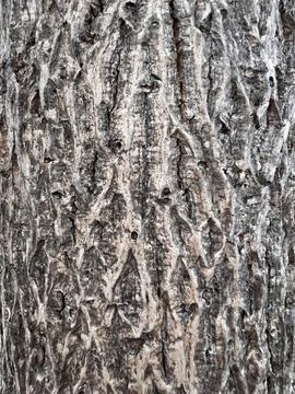 Bark pattern is seamless texture from tree for background 스톡 사진