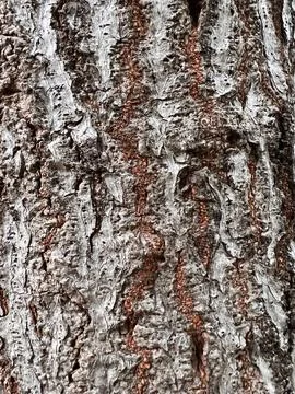 Bark pattern is seamless texture from tree for background Stock Photos