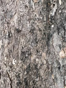 Bark pattern is seamless texture from tree for background 스톡 사진