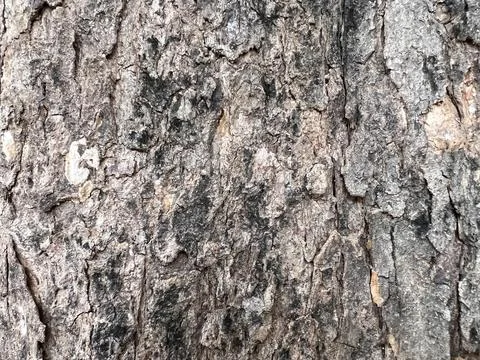 Bark pattern is seamless texture from tree for background Stock Photos