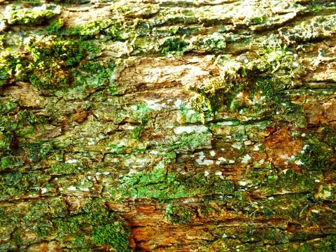 Bark pattern  texture from tree. Stock Photos