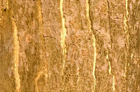 The bark pattern of the Trembesi tree or Samanea Saman is a tall tree speci.. Stock Photos