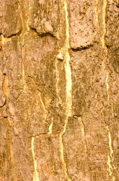 The bark pattern of the Trembesi tree or Samanea Saman is a tall tree speci.. Stock Photos