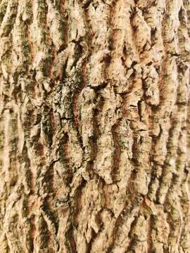 The bark pattern of the Trembesi tree or Samanea Saman is a tall tree speci.. Stock Photos