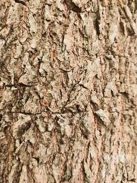 The bark pattern of the Trembesi tree or Samanea Saman is a tall tree speci.. Stock Photos