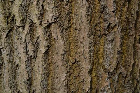 Bark Pattern Wood Tree Trunk Tree Trunk Stock Photos