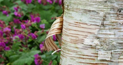 Bark peeling off a Birch tree with rainwater dripping down the tree trunk at  Vidéo 240348072