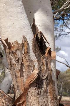 Bark peeling from a eucalyptus tree exposing a white trunk Stock Photos
