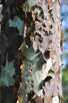 Bark Peeling Stock Photos