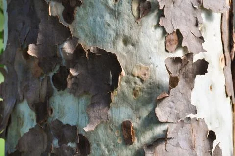 Bark Peeling Stock Photos