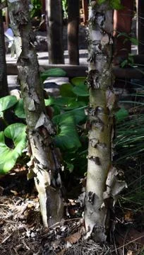 Bark peeling off of trees Stock Photos