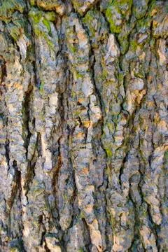 Bark Stock Photos