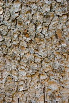 Bark Stock Photos