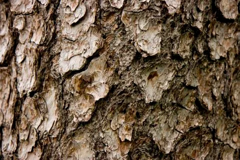 Bark Stock Photos
