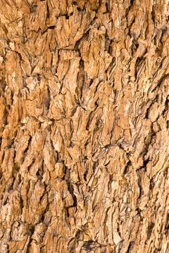 Bark Stock Photos
