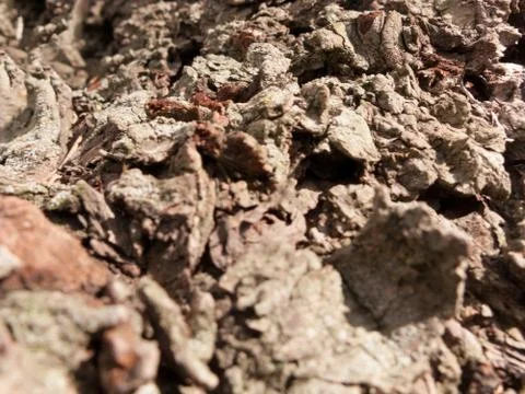 Bark Stock-Fotos