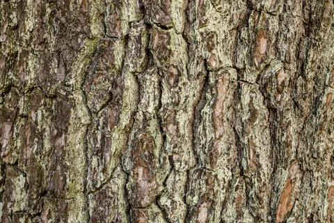 Bark Stock Photos