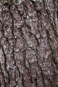 Bark Stock Photos