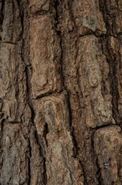 Bark Stock Photos