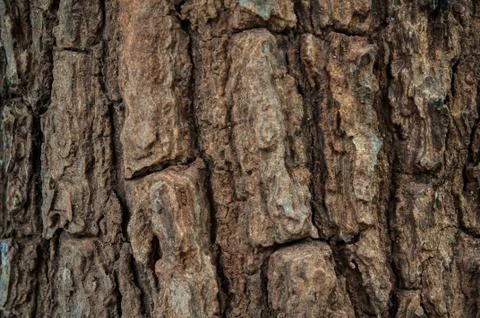 Bark Stock Photos