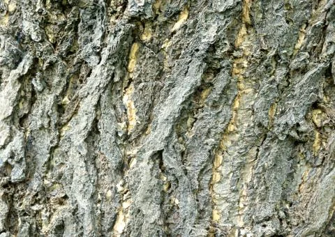 Bark Stock Photos