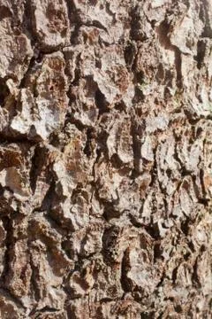 Bark Stock Photos