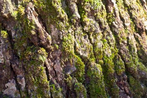 Bark Stock Photos