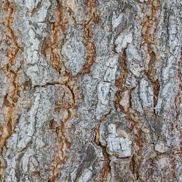 Bark Stock Photos