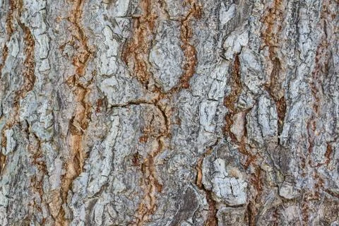Bark Stock Photos