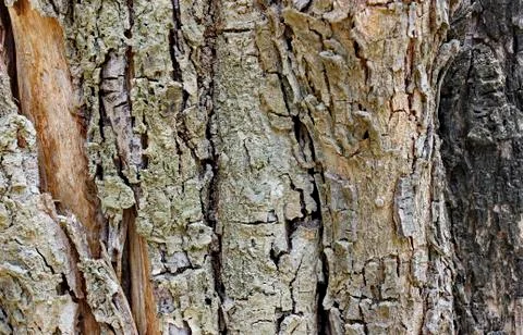 Bark Stock Photos