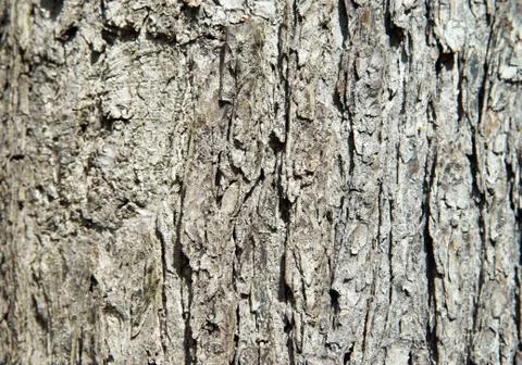 Bark Stock Photos