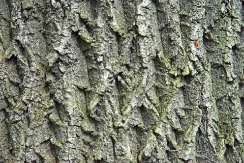 Bark Foto stock