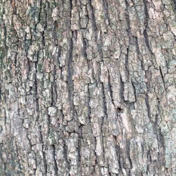 Bark Stock Photos
