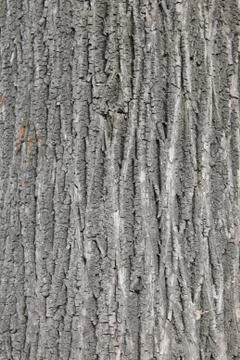 The bark Stock Photos