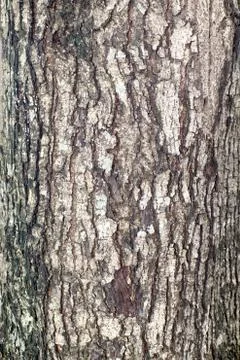 Bark Stock Photos