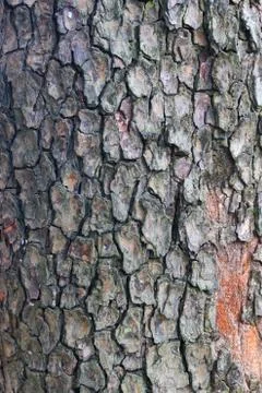 Bark Stock Photos