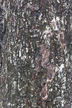 Bark Foto stock