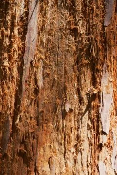 Bark Foto stock