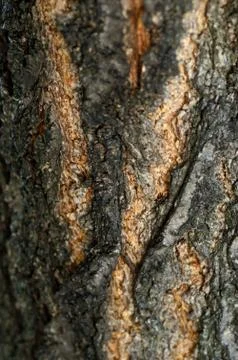 Bark Foto stock
