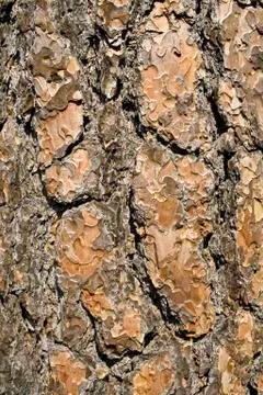 Bark Stock Photos