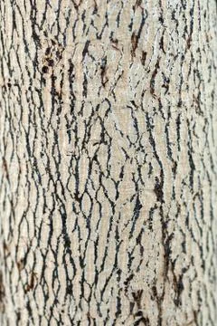 Bark Stock Photos