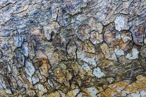 Bark Stock Photos