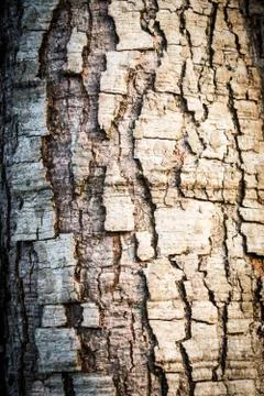 Bark Stock Photos