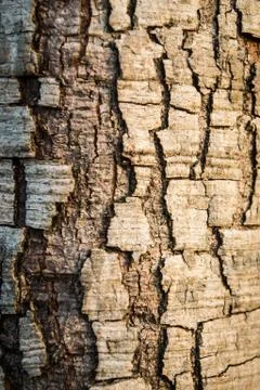 Bark Foto stock