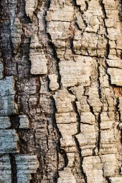 Bark Foto stock