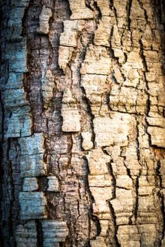 Bark Foto stock