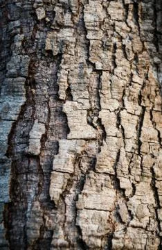 Bark Stock Photos