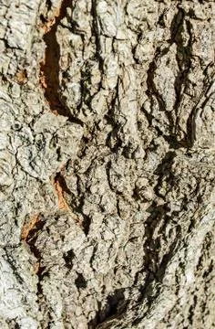 Bark Stock Photos