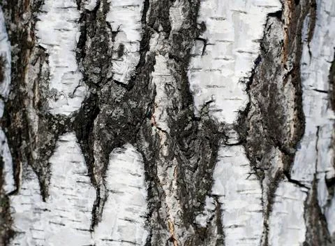 Bark Stock Photos
