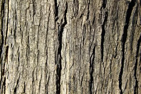 The bark Stock Photos